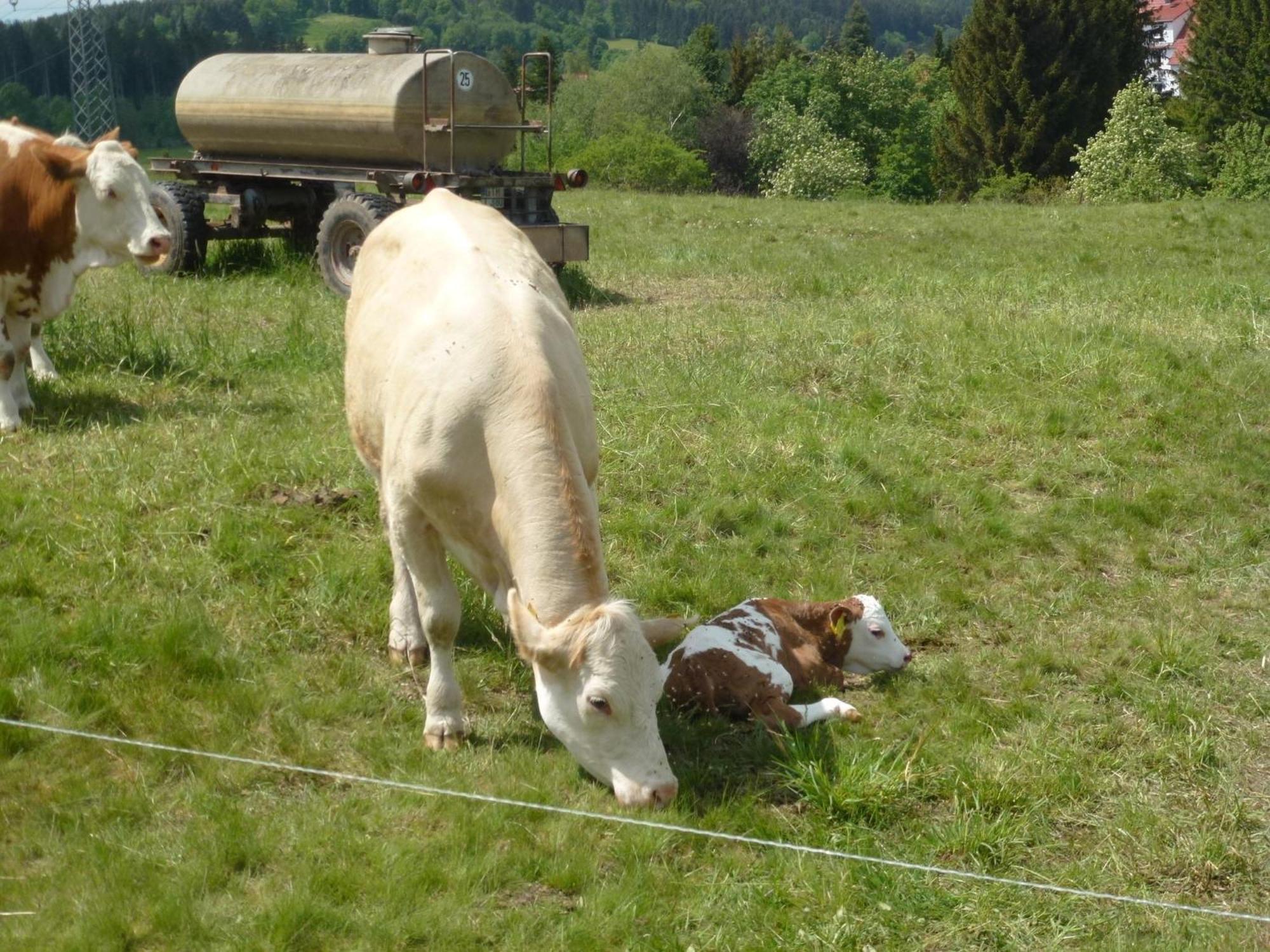 Ferienwohnung Bradatsch Catterfeld Zewnętrze zdjęcie